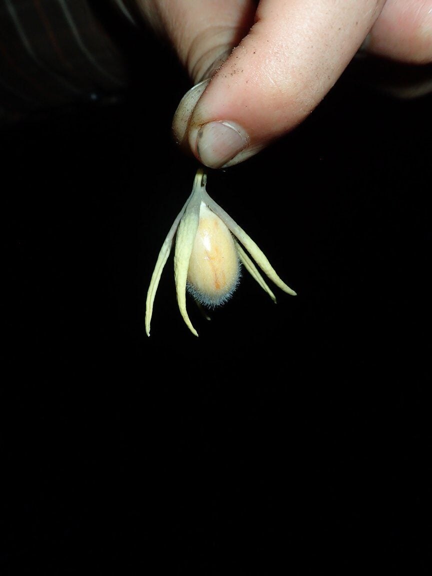 Huaceae