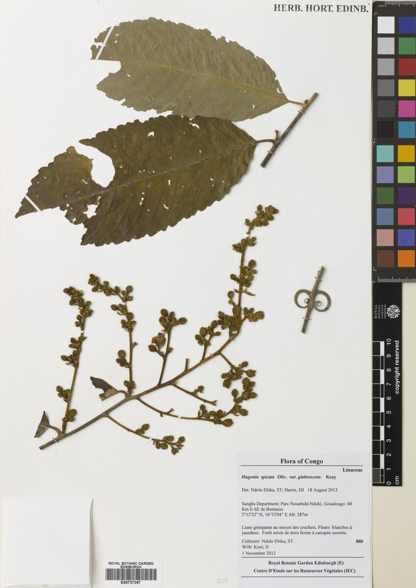 Hugonia spicata — photo