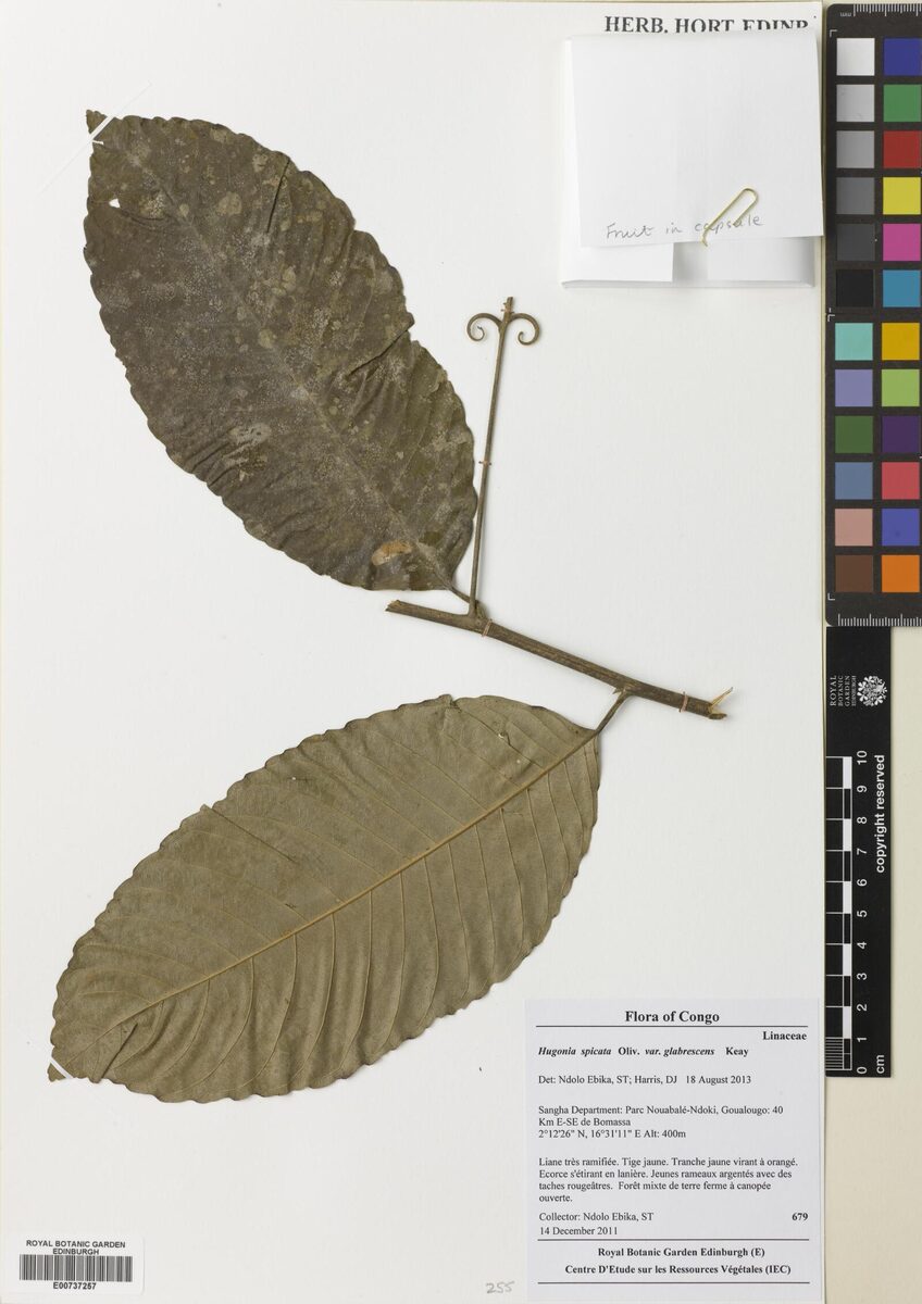 Hugonia spicata — photo
