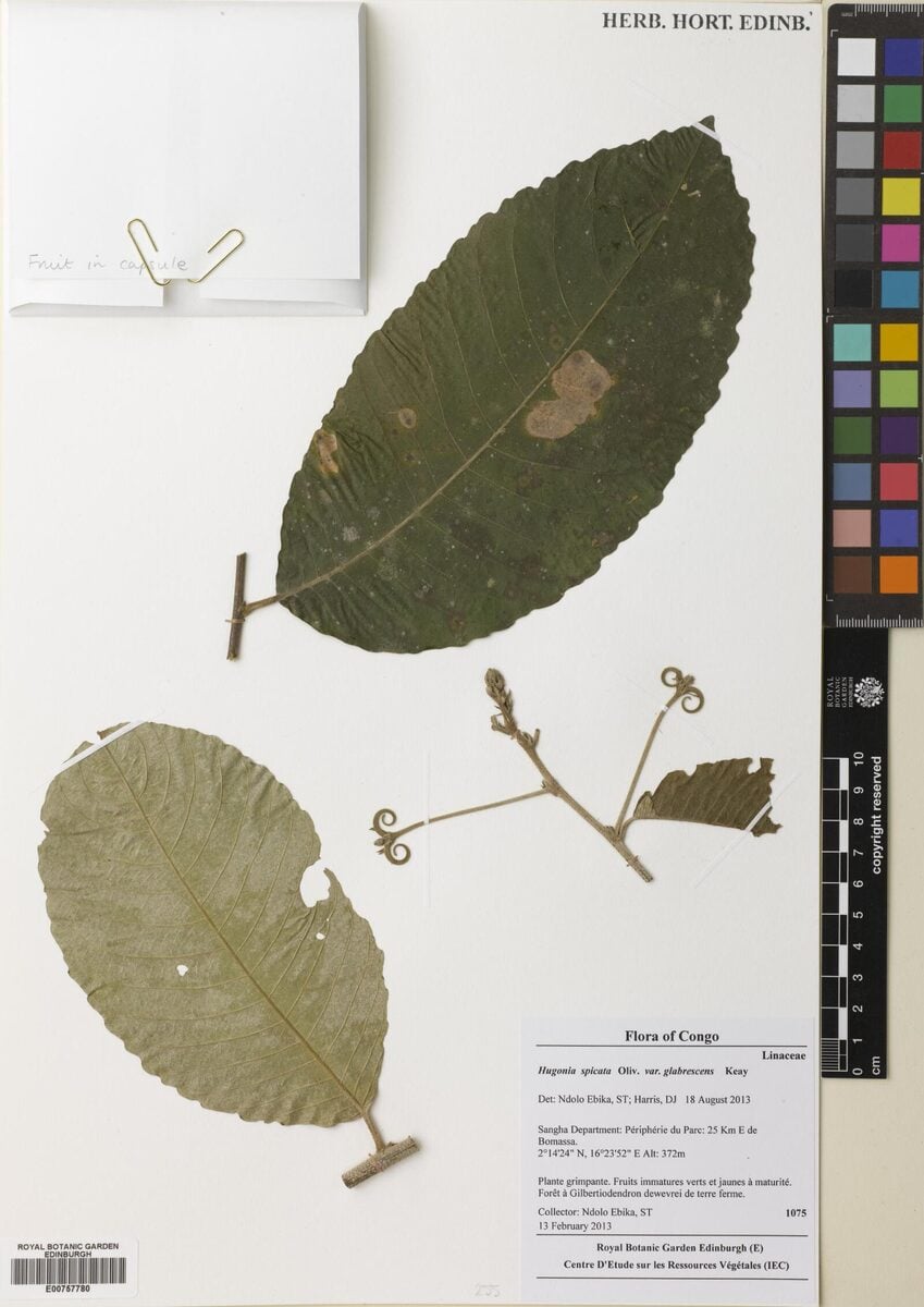 Linaceae