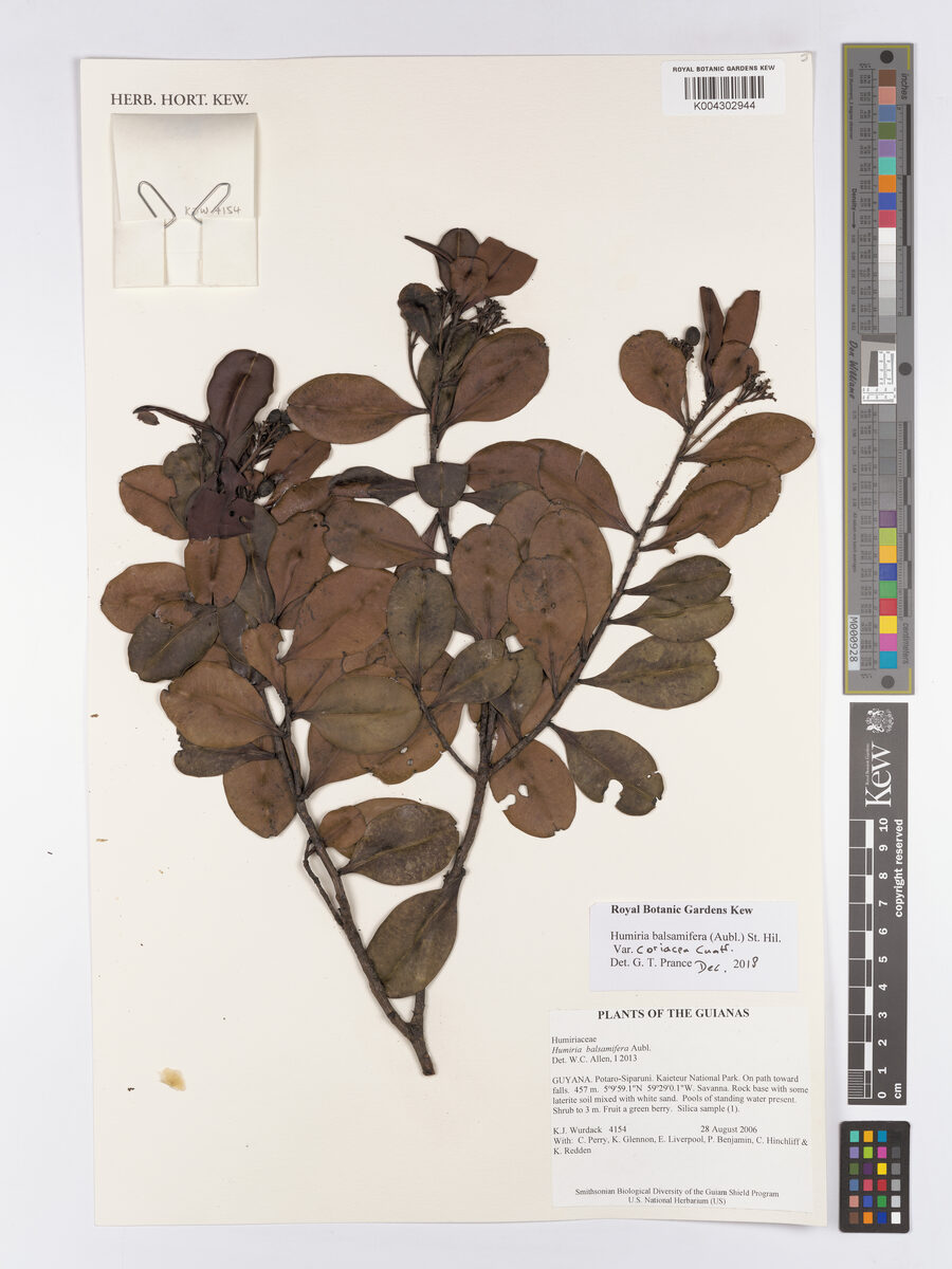 Humiria balsamifera var. coriacea — photo