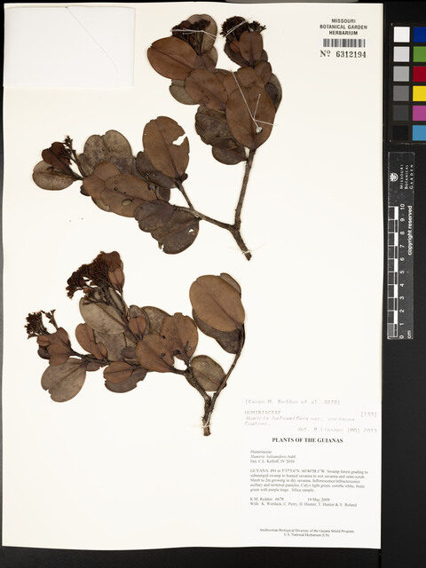 Humiria balsamifera var. coriacea