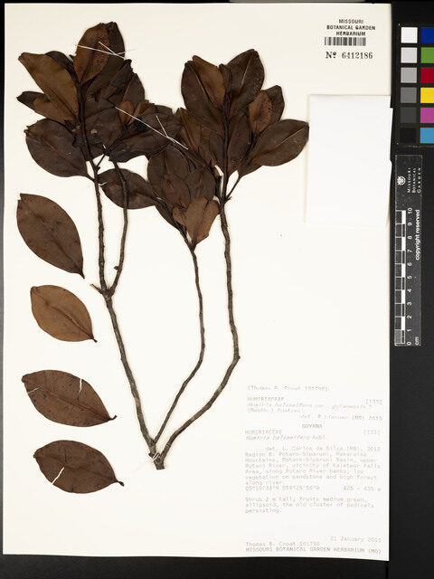 Humiria balsamifera var. guianensis — photo