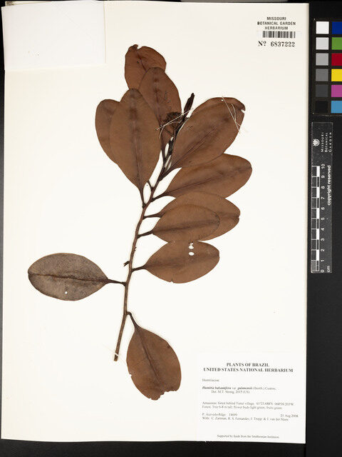 Humiria balsamifera var. guianensis — photo