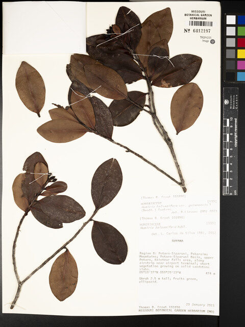 Humiria balsamifera var. guianensis