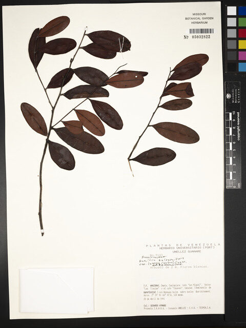 Humiria balsamifera var. laurina — photo