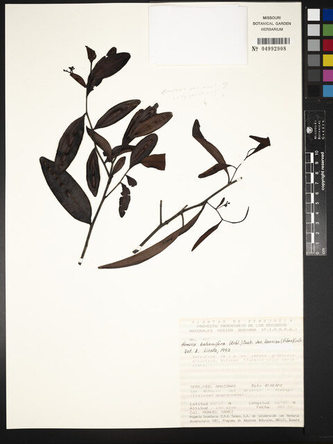 Humiria balsamifera var. laurina — photo
