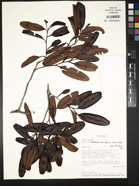Humiria balsamifera var. laurina