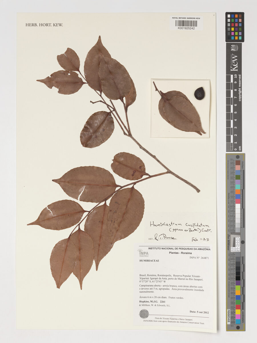 Humiriastrum cuspidatum (Guaco) — photo