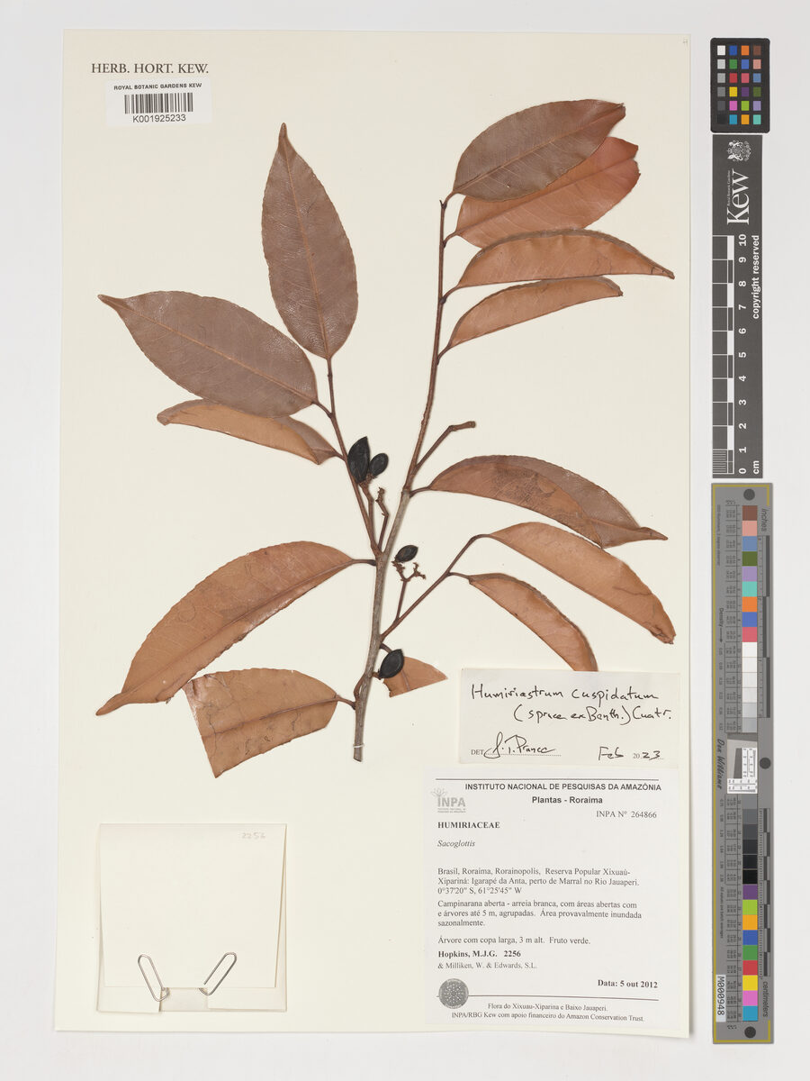 Humiriastrum cuspidatum (Guaco) — photo