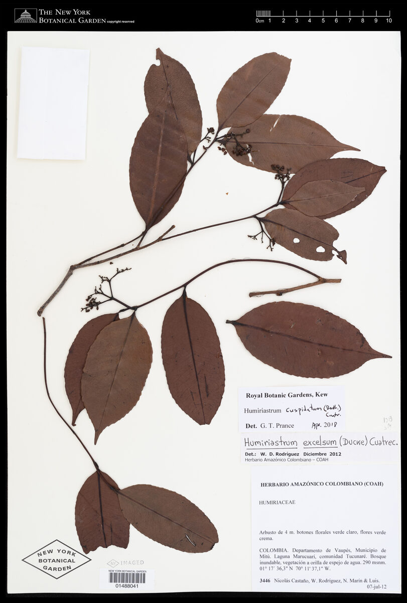 Humiriastrum cuspidatum (Guaco) — photo