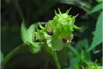 Humulus japonicus (Japanese Hop) — photo