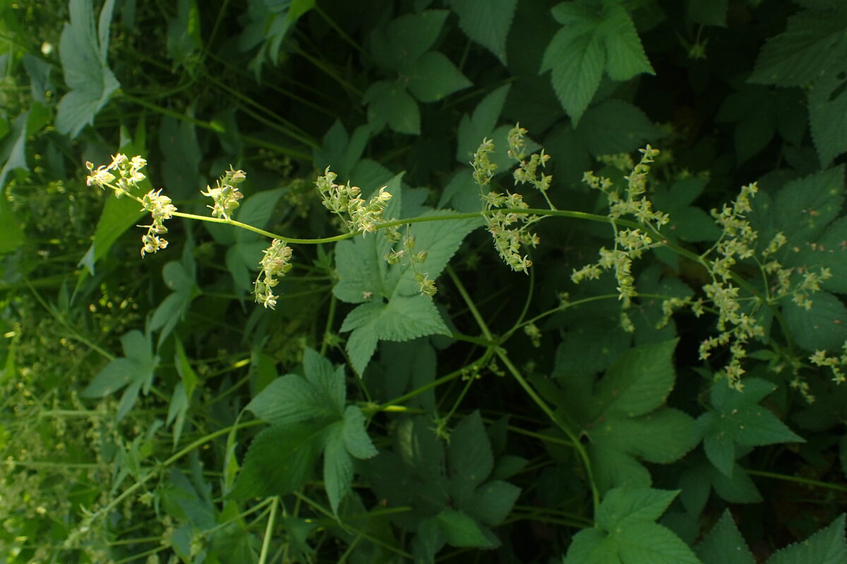 Humulus japonicus (Japanese Hop) — photo