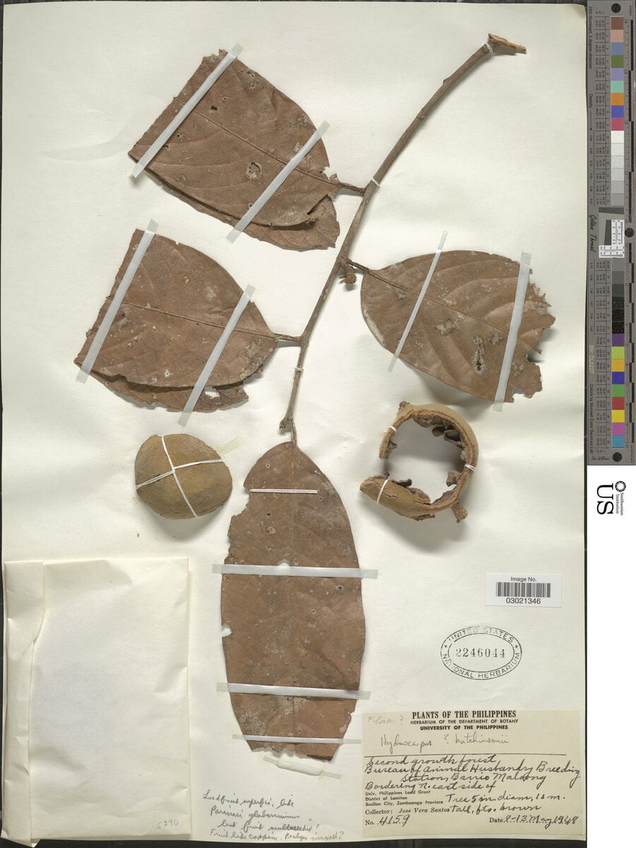 Hydnocarpus hutchinsonii — photo