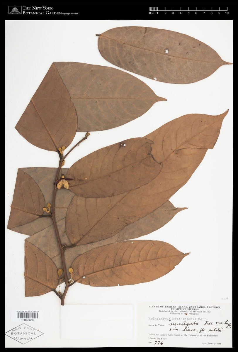 Hydnocarpus hutchinsonii — photo