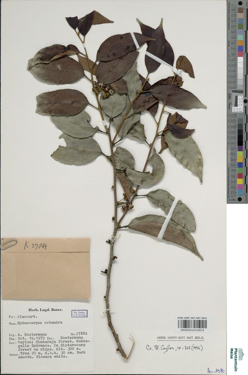Hydnocarpus hutchinsonii