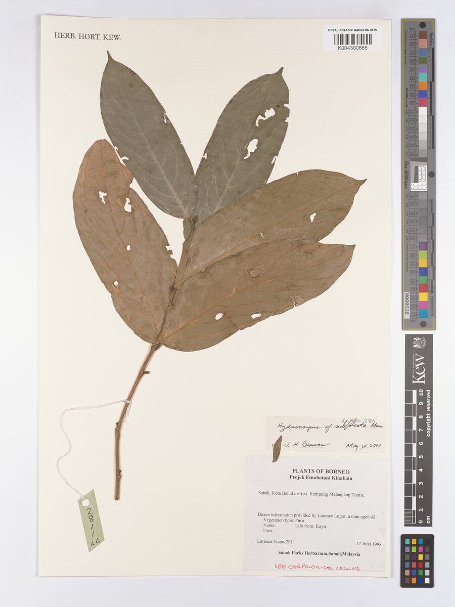 Hydnocarpus subfalcatus (Sickle-leaf chaulmogra tree) — photo