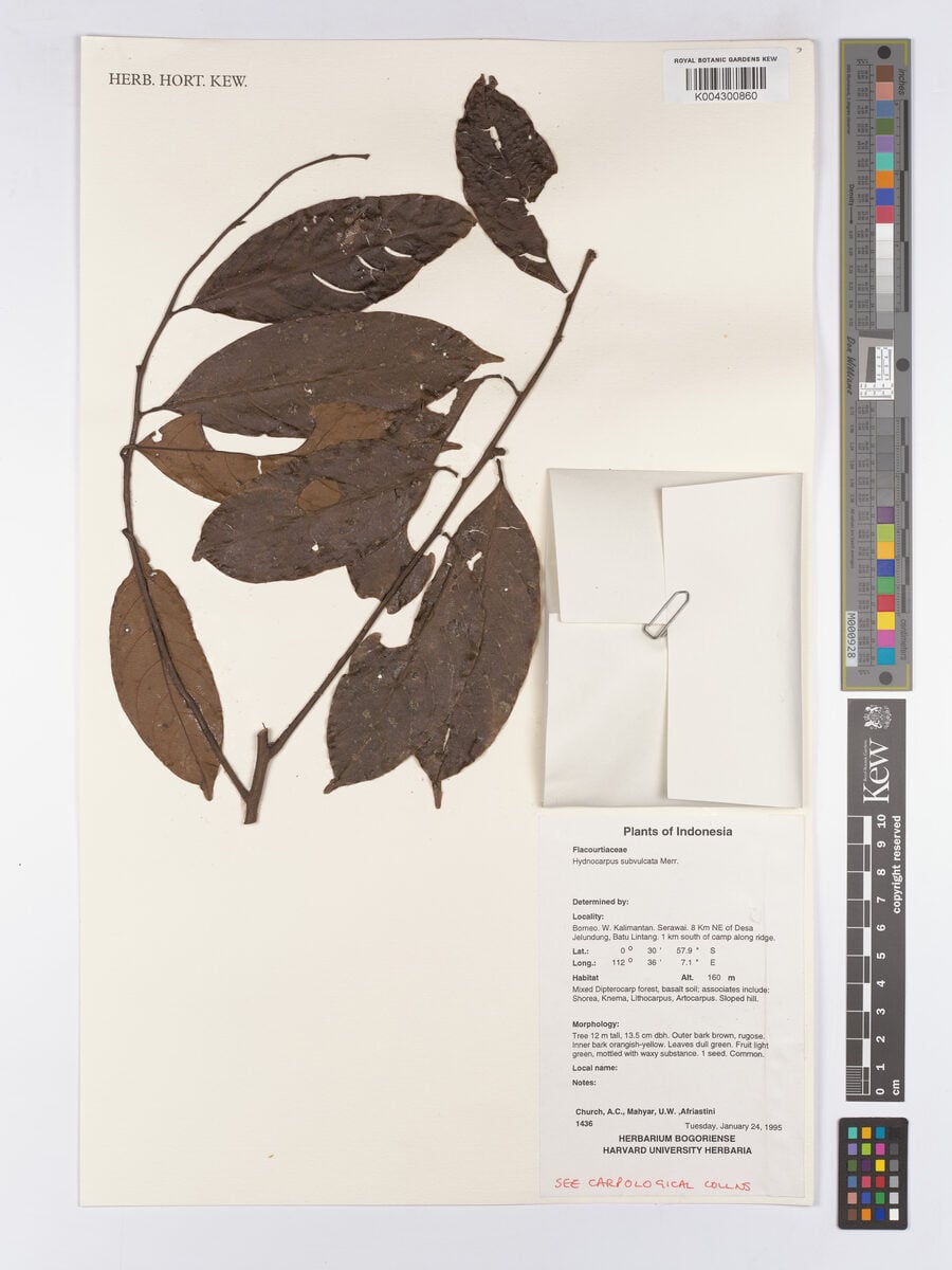 Hydnocarpus subfalcatus (Sickle-leaf chaulmogra tree) — photo
