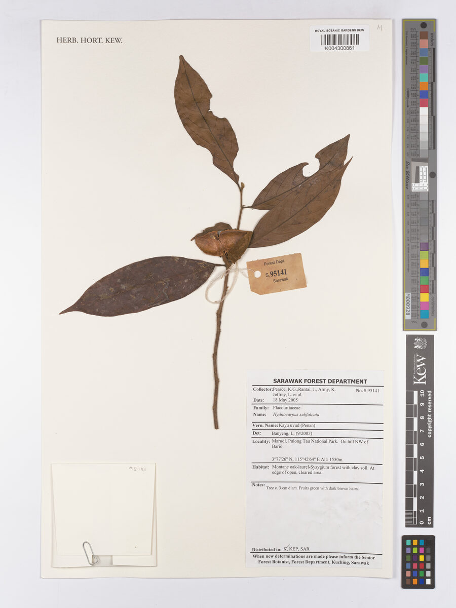 Hydnocarpus subfalcatus
