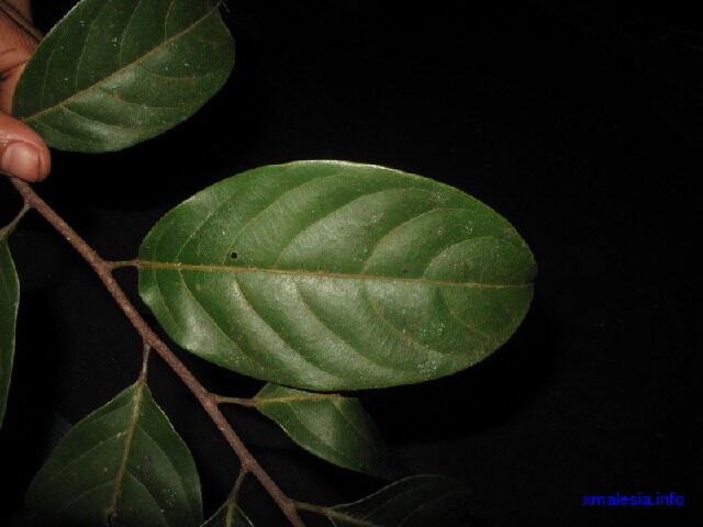 Hydnocarpus sumatranus — photo