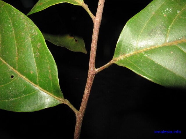 Hydnocarpus sumatranus