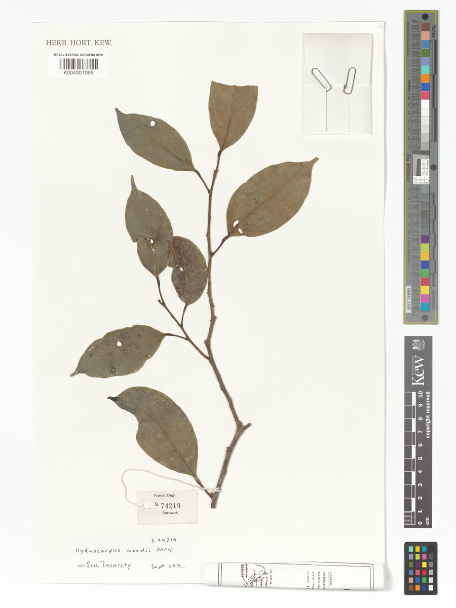 Hydnocarpus woodii — photo