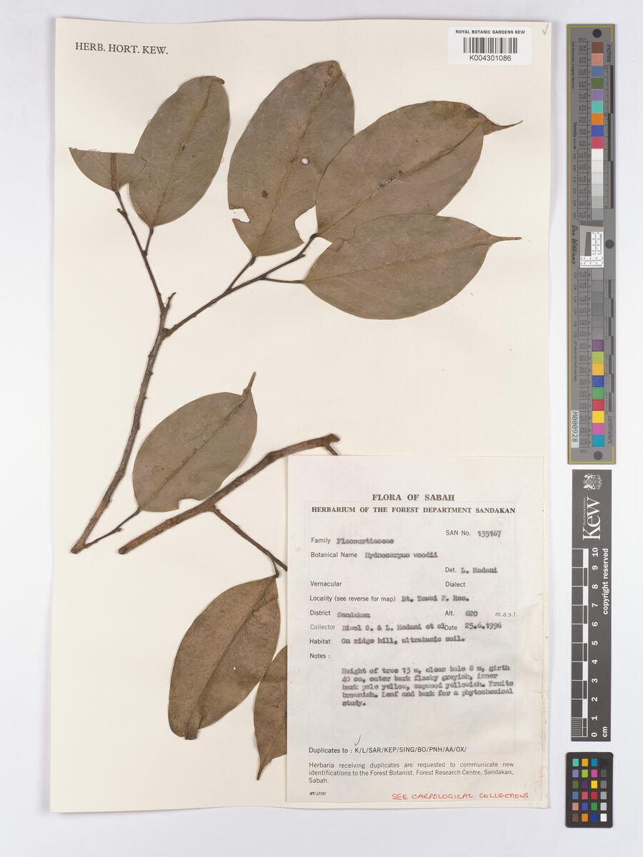 Hydnocarpus woodii — photo