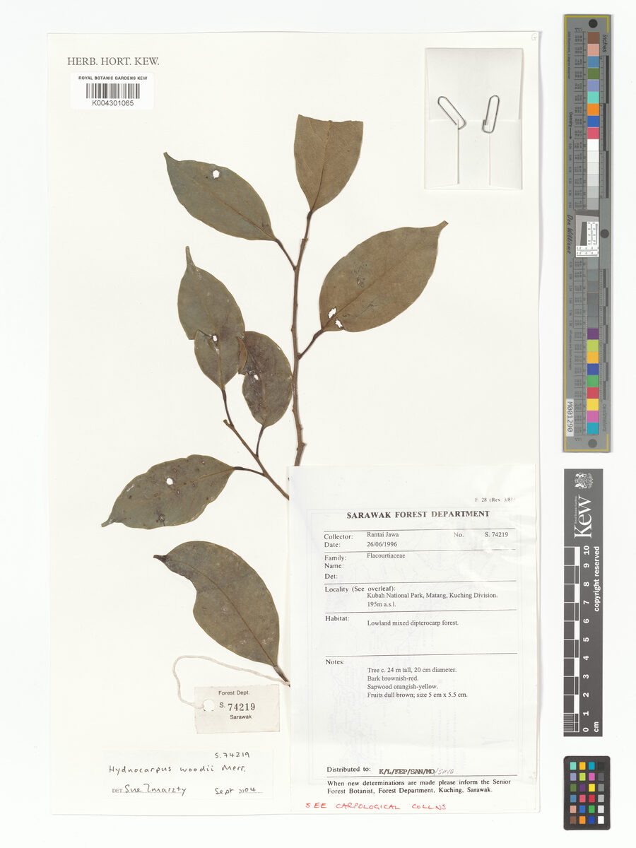 Hydnocarpus woodii