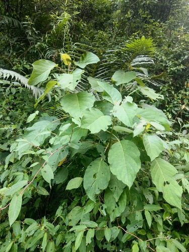 Hydrangea aspera (Hydrangea) — photo
