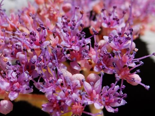 Hydrangea aspera (Hydrangea) — photo