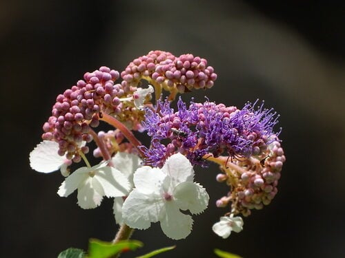Hydrangea aspera