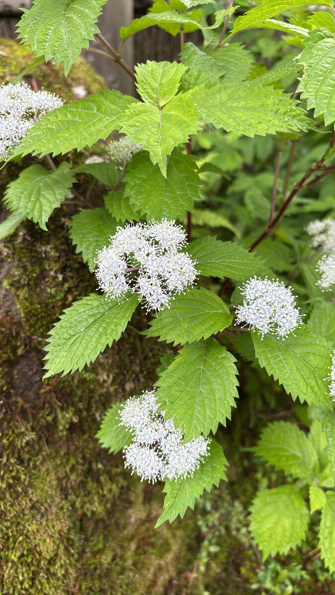 Hydrangea hirta - (Thunb.)Siebold. — photo