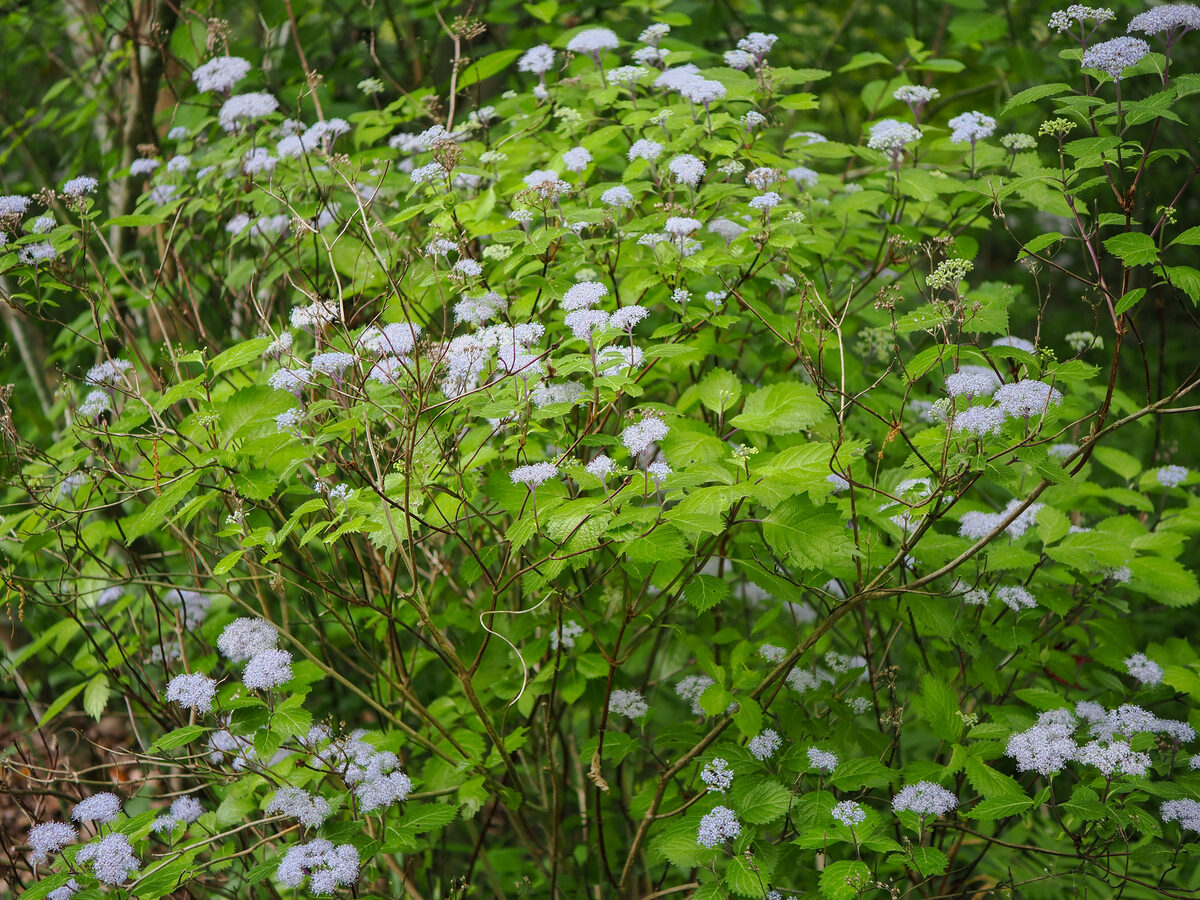 Hydrangea hirta - (Thunb.)Siebold. — photo