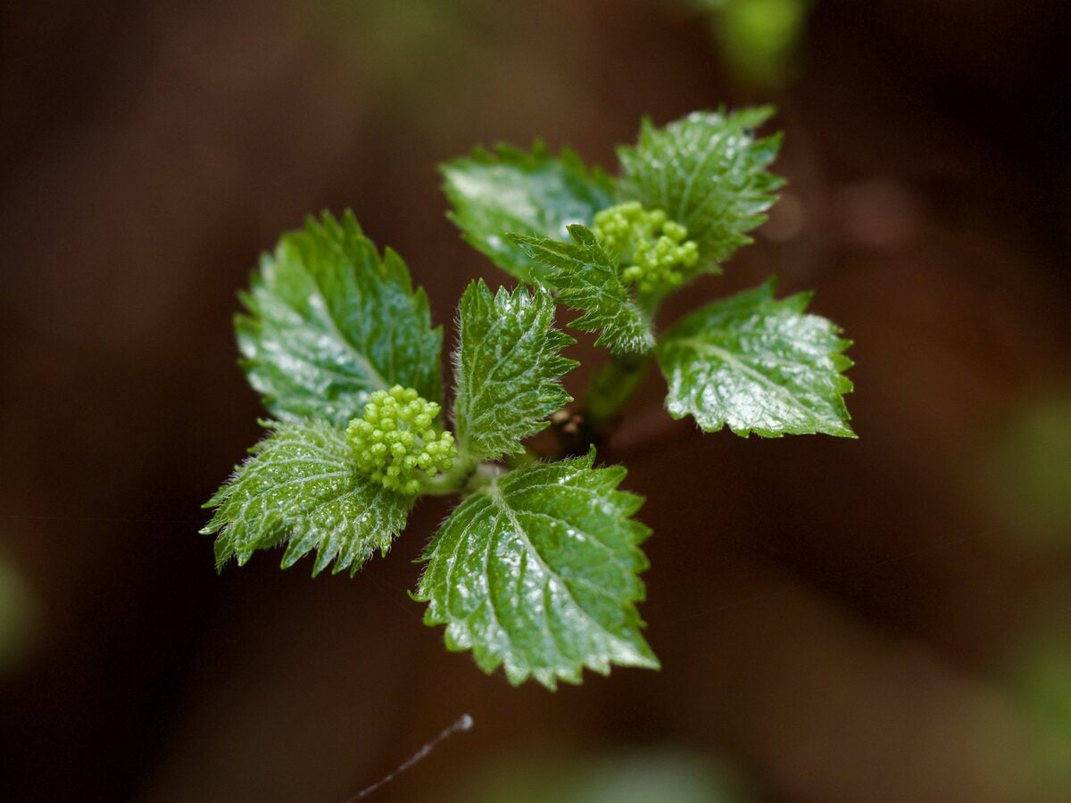 Hydrangea hirta - (Thunb.)Siebold.