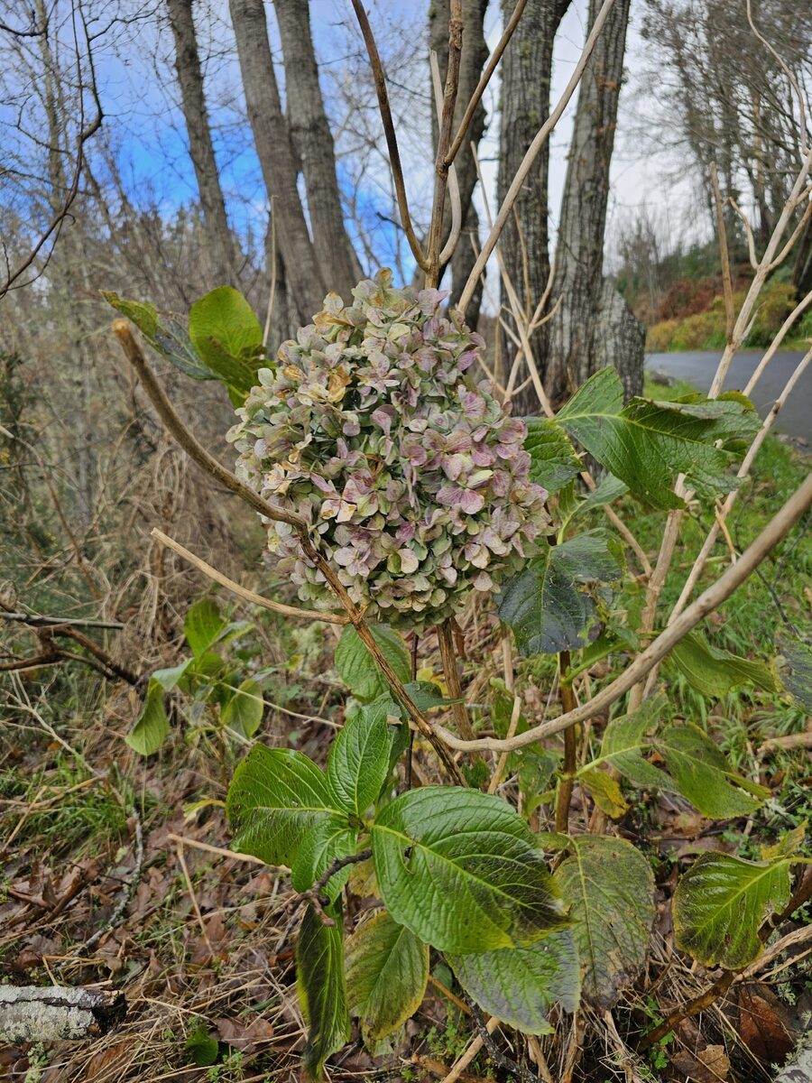 Hydrangea macrophylla - (Thunb.)Ser. (French hydrangea) — photo