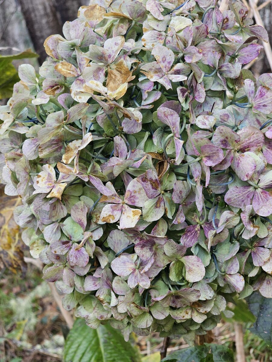 Hydrangea macrophylla - (Thunb.)Ser. (French hydrangea) — photo