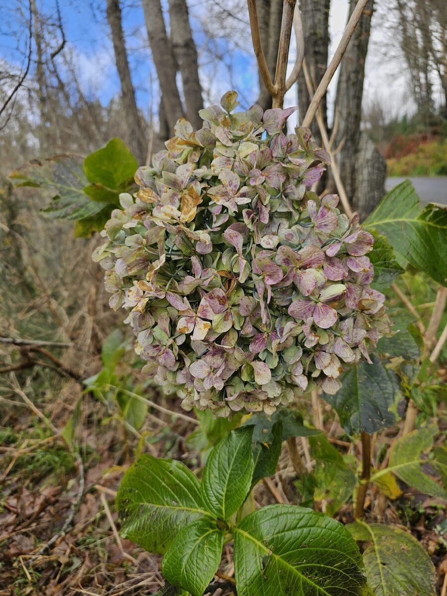 Hydrangea macrophylla - (Thunb.)Ser.