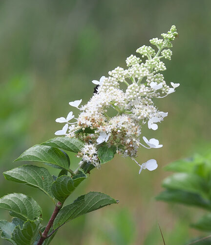 Hydrangea paniculata (Panicled hydrangea) — photo