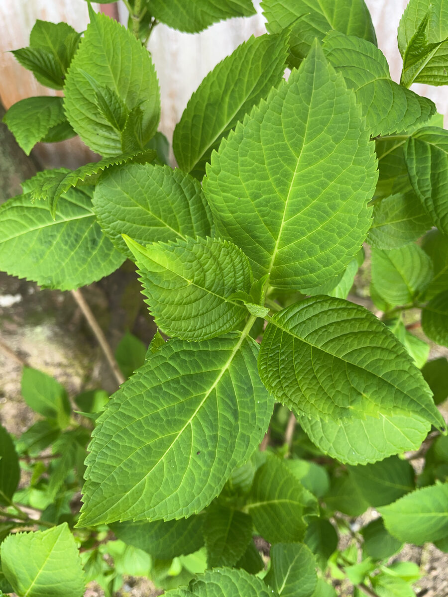 Hydrangea serrata - (Thunb.)Ser. (Hydrangea) — photo