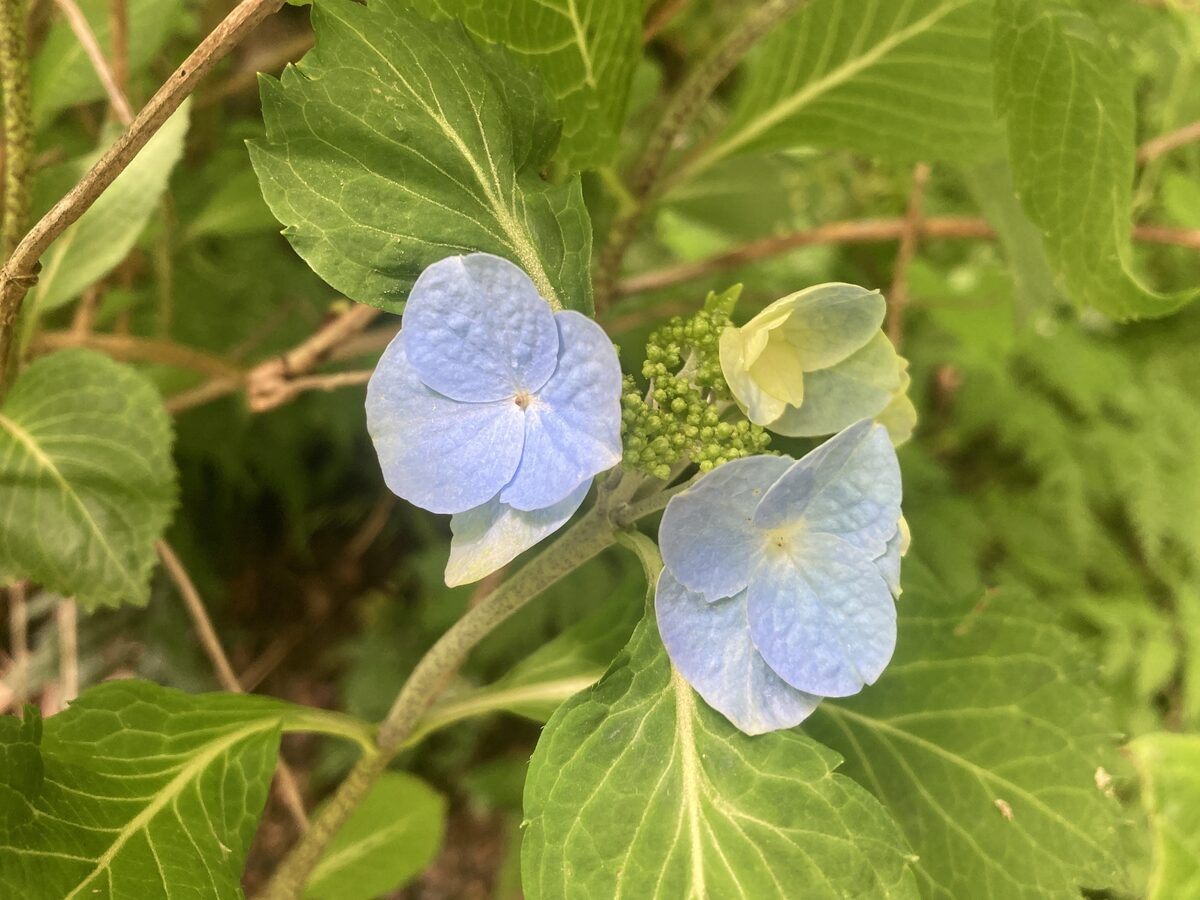 Hydrangea serrata - (Thunb.)Ser. (Hydrangea) — photo