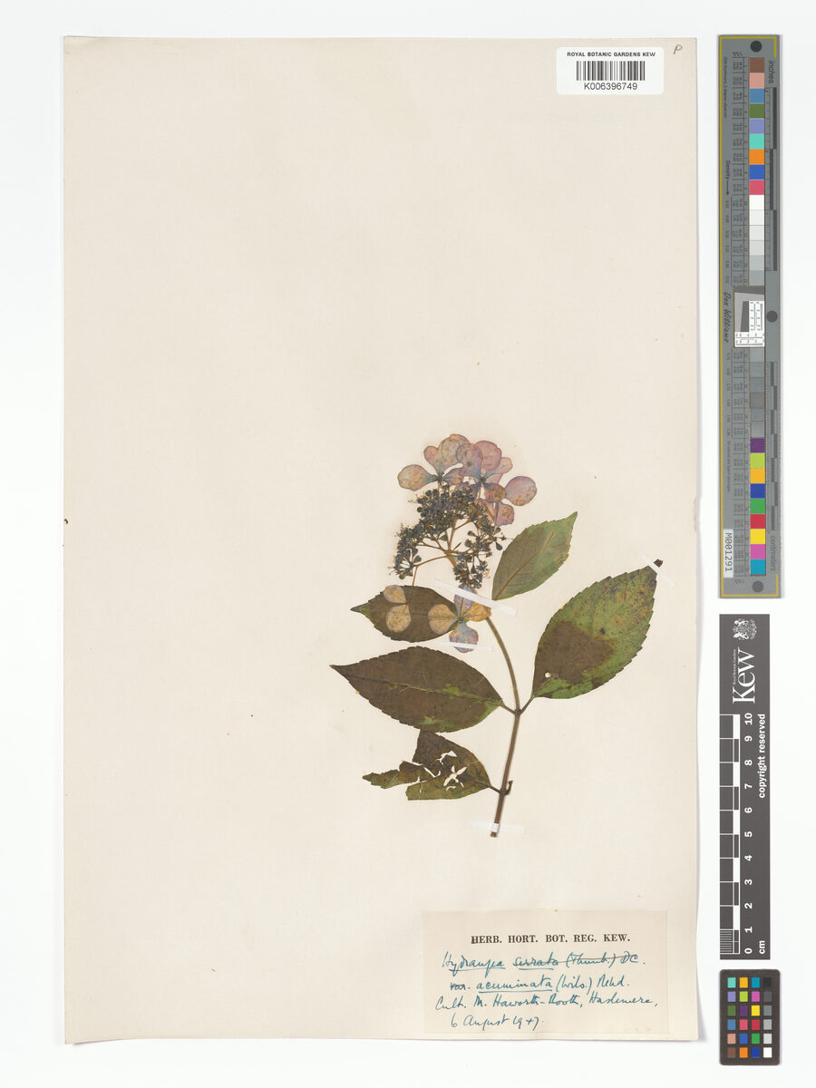 Hydrangea serrata thunbergii (Tea of heaven) — photo