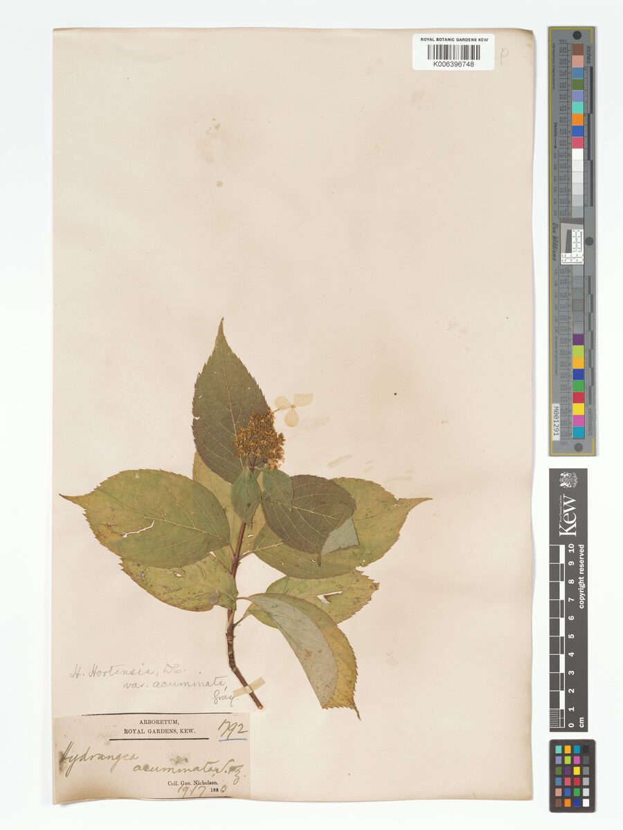 Hydrangea serrata thunbergii (Tea of heaven) — photo
