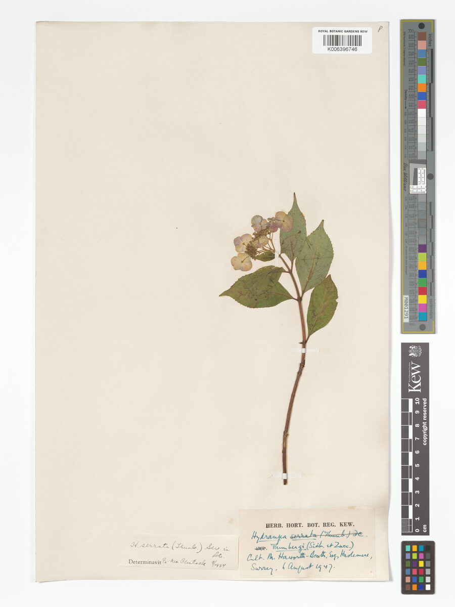 Hydrangea serrata thunbergii