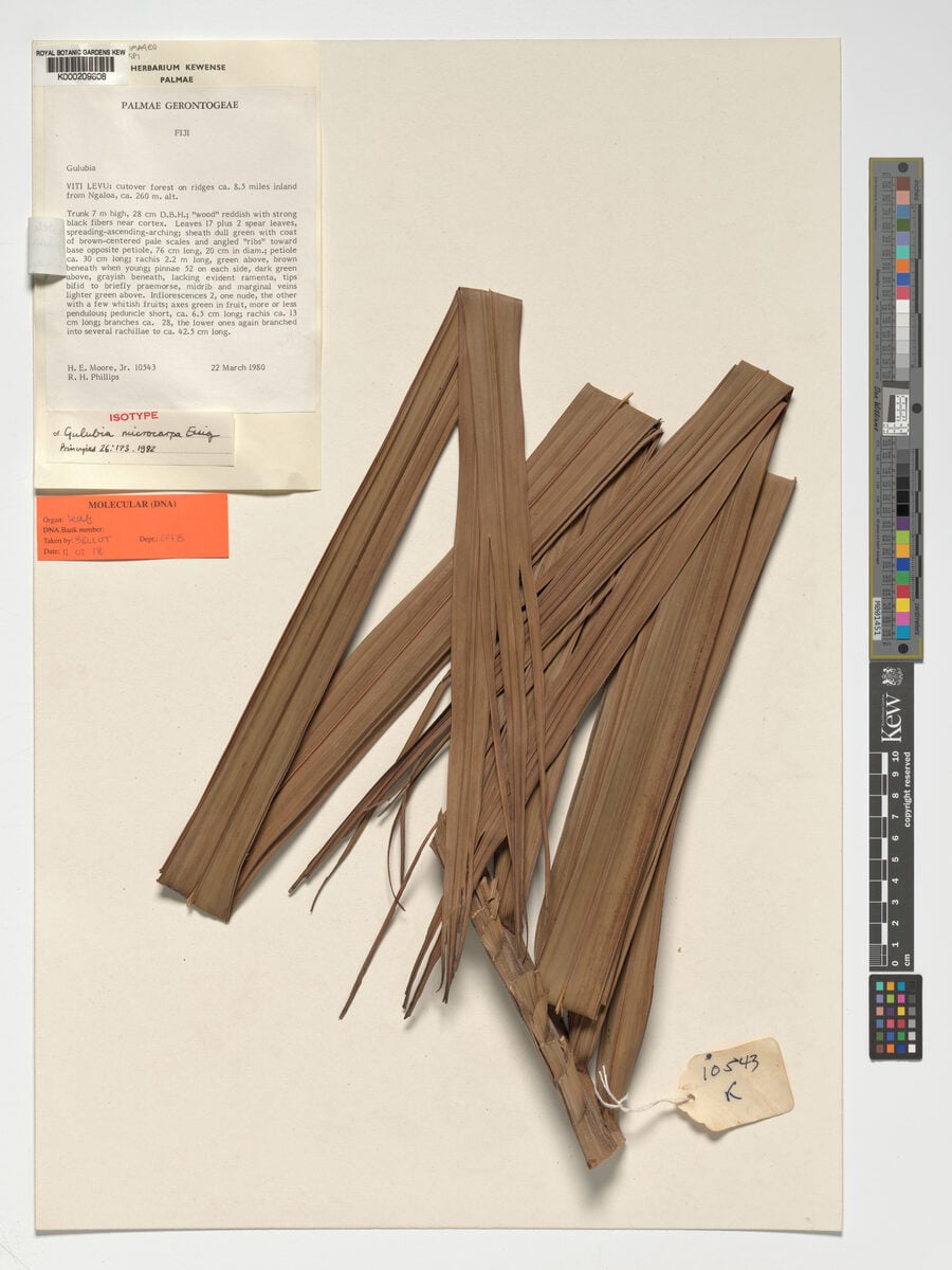 Hydriastele vitiensis — photo