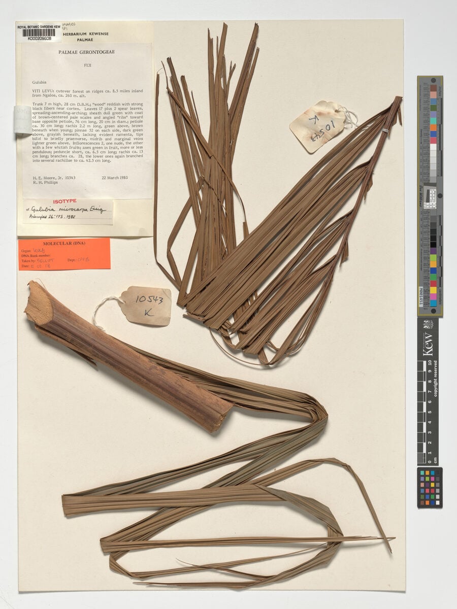 Hydriastele vitiensis — photo