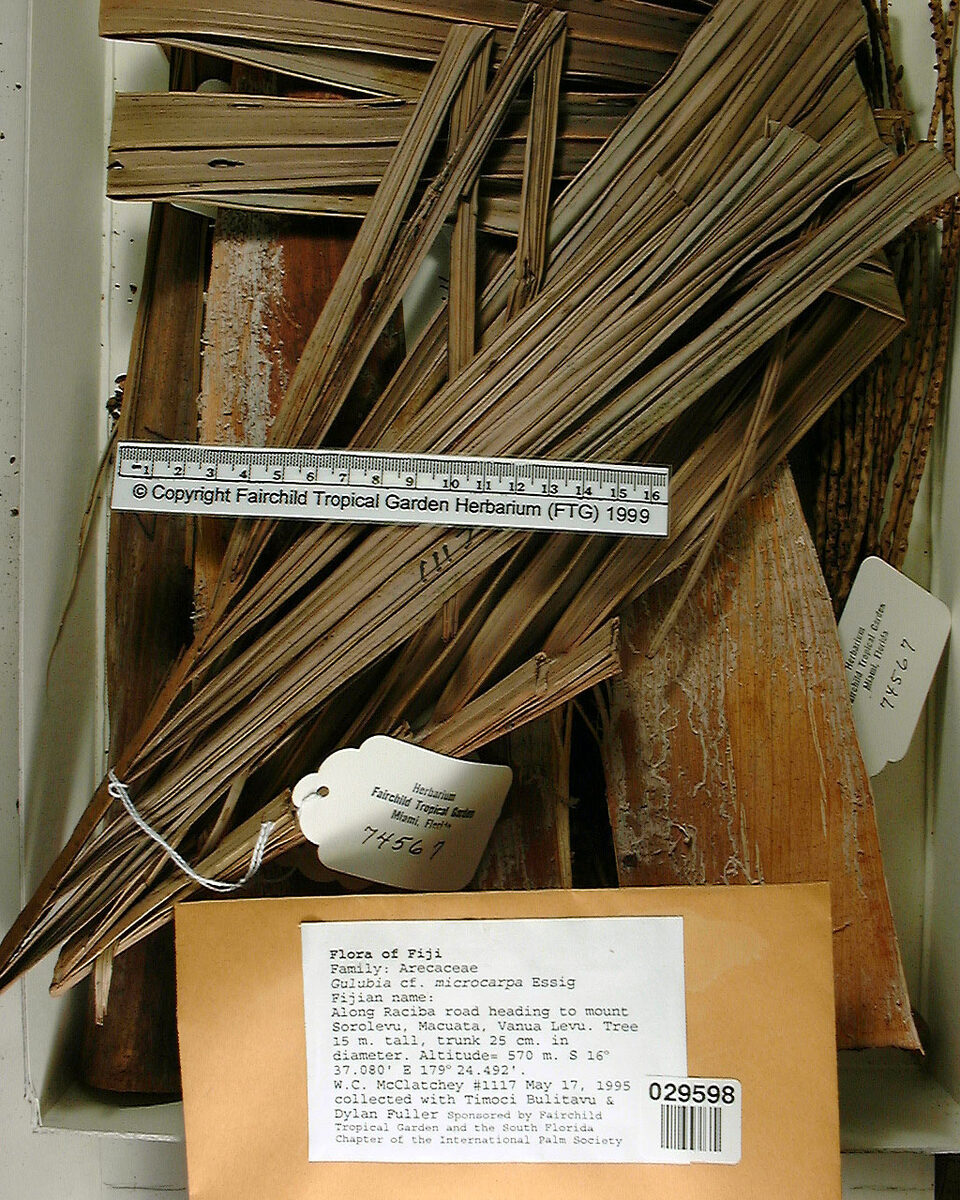 Hydriastele vitiensis