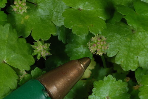 Hydrocotyle sibthorpioides (Water Pennywort) — photo
