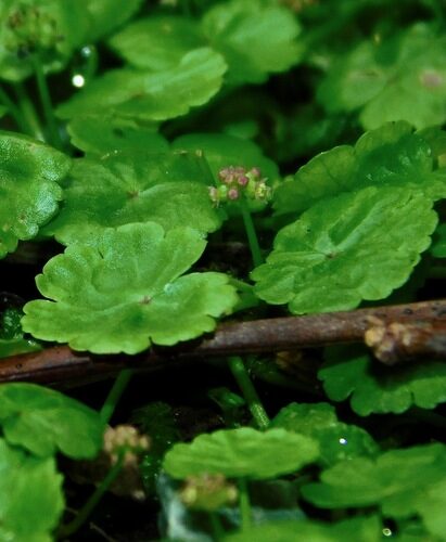 Hydrocotyle sibthorpioides (Water Pennywort) — photo