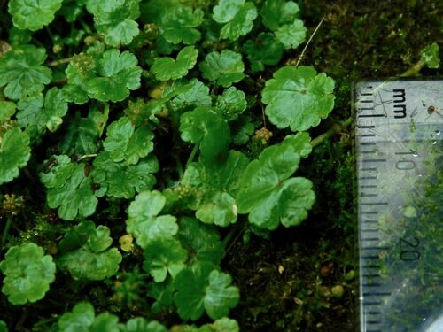 Hydrocotyle sibthorpioides