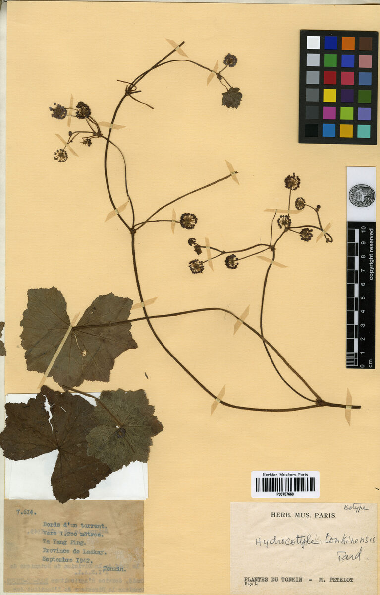Hydrocotyle tonkinensis — photo